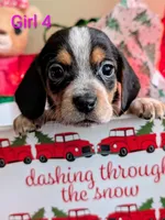 AKC Holly, a female Beagle for sale in Newton Grove, NC – Photo 1 of 4