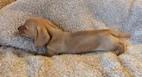 AKC Marshmallow , a male Miniature Dachshund for sale in Newton Grove, NC – 3 of 5