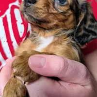 Sparky, a male Miniature Dachshund for sale in Newton Grove, NC – Photo 2 of 6