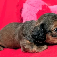 Sparky, a male Miniature Dachshund for sale in Newton Grove, NC – Photo 5 of 6