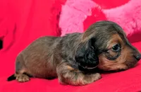 Sparky, a male Miniature Dachshund for sale in Newton Grove, NC – Photo 3 of 5