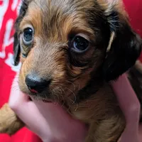 Sparky, a male Miniature Dachshund for sale in Newton Grove, NC – Photo 1 of 6