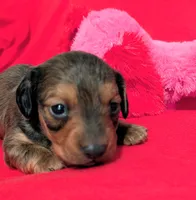 Sparky, a male Miniature Dachshund for sale in Newton Grove, NC – Photo 4 of 5