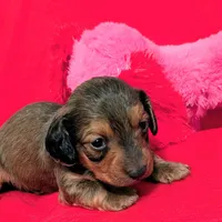 Sparky, a male Miniature Dachshund for sale in Newton Grove, NC – Photo 4 of 6
