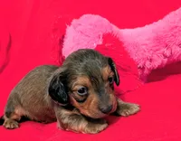 Sparky, a male Miniature Dachshund for sale in Newton Grove, NC – Photo 1 of 5