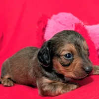 Sparky, a male Miniature Dachshund for sale in Newton Grove, NC – Photo 6 of 6