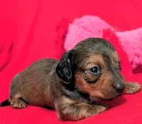 Sparky, a male Miniature Dachshund for sale in Newton Grove, NC – Photo 5 of 5