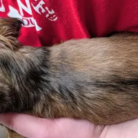 Sparky, a male Miniature Dachshund for sale in Newton Grove, NC – Photo 3 of 6