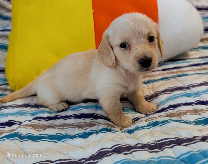 AKC Little Latte  – Miniature Dachshund puppy for sale in Newton Grove, NC