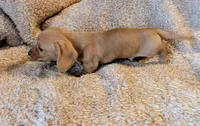 AKC Marshmallow , a male Miniature Dachshund for sale in Newton Grove, NC – 2 of 5
