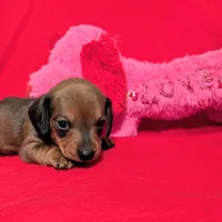 Sparkles, a female Miniature Dachshund for sale in Newton Grove, NC – Photo 3 of 3