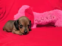 Sparkles, a female Miniature Dachshund for sale in Newton Grove, NC – Photo 3 of 3
