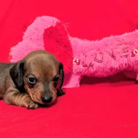 Sparkles, a female Miniature Dachshund for sale in Newton Grove, NC – Photo 2 of 3