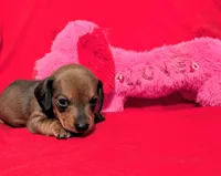 Sparkles, a female Miniature Dachshund for sale in Newton Grove, NC – Photo 2 of 3