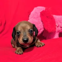 Sparkles, a female Miniature Dachshund for sale in Newton Grove, NC – Photo 1 of 3