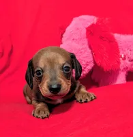 Sparkles, a female Miniature Dachshund for sale in Newton Grove, NC – Photo 1 of 3