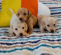 AKC Marshmallow , a male Miniature Dachshund for sale in Newton Grove, NC – 2 of 3