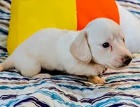 AKC Marshmallow , a male Miniature Dachshund for sale in Newton Grove, NC – 3 of 3