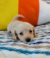 AKC Little Latte , a female Miniature Dachshund for sale in Newton Grove, NC – 2 of 3