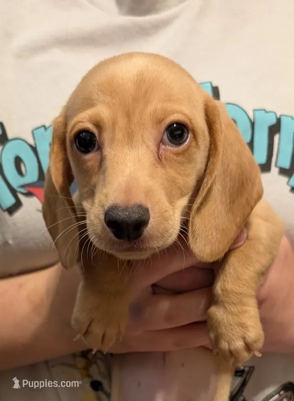 AKC Toast (Ready to go) – Miniature Dachshund puppy for sale in Newton Grove, NC