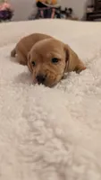 AKC Marshmallow , a male Miniature Dachshund for sale in Newton Grove, NC – 5 of 5