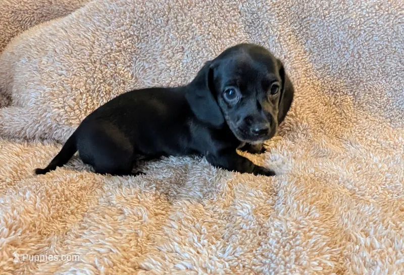 AKC Coco – Miniature Dachshund puppy for sale in Newton Grove, NC