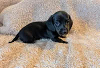 AKC Coco, a female Miniature Dachshund for sale in Newton Grove, NC – 1 of 5