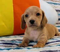 AKC Toast, a male Miniature Dachshund for sale in Newton Grove, NC – 1 of 3