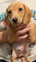 AKC Toast (Ready to go), a male Miniature Dachshund for sale in Newton Grove, NC – 2 of 8