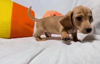 AKC Toast (Ready to go), a male Miniature Dachshund for sale in Newton Grove, NC – 4 of 8