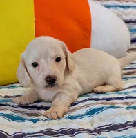 AKC Marshmallow , a male Miniature Dachshund for sale in Newton Grove, NC – 1 of 3