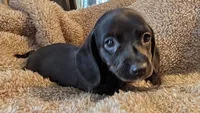 AKC Coco, a female Miniature Dachshund for sale in Newton Grove, NC – 2 of 5