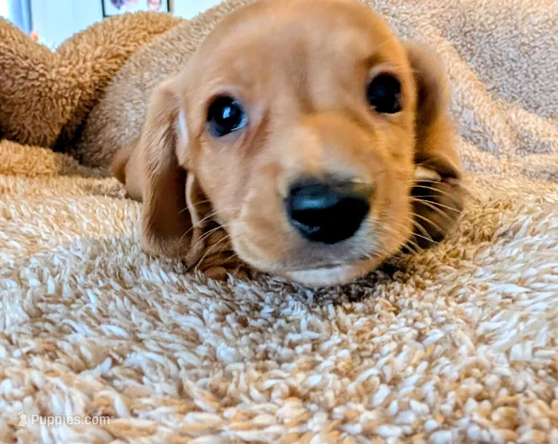 AKC Marshmallow  – Miniature Dachshund puppy for sale in Newton Grove, NC