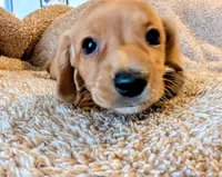 AKC Marshmallow , a male Miniature Dachshund for sale in Newton Grove, NC – 1 of 5