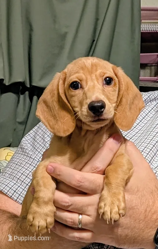 AKC Toast (Ready to go) – Miniature Dachshund puppy for sale in Newton Grove, NC