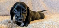 AKC Coco, a female Miniature Dachshund for sale in Newton Grove, NC – 3 of 5