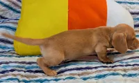 AKC Toast, a male Miniature Dachshund for sale in Newton Grove, NC – 3 of 3