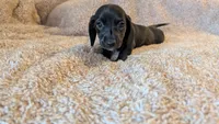 AKC Coco, a female Miniature Dachshund for sale in Newton Grove, NC – 5 of 5