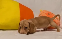 AKC Toast (Ready to go), a male Miniature Dachshund for sale in Newton Grove, NC – 3 of 8