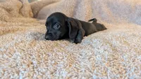 AKC Coco, a female Miniature Dachshund for sale in Newton Grove, NC – 4 of 5