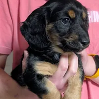 AKC Harry Ready To Go, a male Miniature Dachshund for sale in Newton Grove, NC – Photo 4 of 6