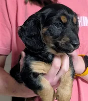 AKC Harry Ready To Go, a male Miniature Dachshund for sale in Newton Grove, NC – Photo 4 of 6