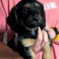 AKC Harry Ready To Go, a male Miniature Dachshund for sale in Newton Grove, NC – Photo 1 of 6