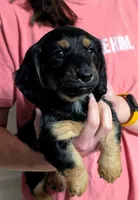 AKC Harry Ready To Go, a male Miniature Dachshund for sale in Newton Grove, NC – Photo 1 of 6