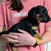 AKC Harry Ready To Go, a male Miniature Dachshund for sale in Newton Grove, NC – Photo 6 of 6