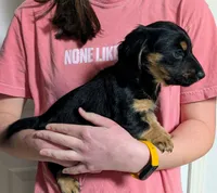 AKC Harry Ready To Go, a male Miniature Dachshund for sale in Newton Grove, NC – Photo 6 of 6