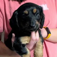 AKC Harry Ready To Go, a male Miniature Dachshund for sale in Newton Grove, NC – Photo 2 of 6