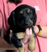 AKC Harry Ready To Go, a male Miniature Dachshund for sale in Newton Grove, NC – Photo 2 of 6