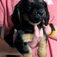 AKC Harry Ready To Go, a male Miniature Dachshund for sale in Newton Grove, NC – Photo 3 of 6