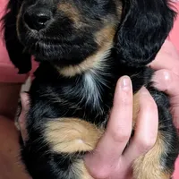 AKC Harry Ready To Go, a male Miniature Dachshund for sale in Newton Grove, NC – Photo 5 of 6